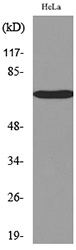 PVRL3 / Nectin-3 Antibody - Western blot analysis of lysate from HeLa cells, using PVRL3 Antibody.