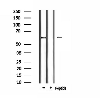 PVRL3 / Nectin-3 Antibody - Western blot analysis of extracts of HepG2 cells using PVRL3 antibody.
