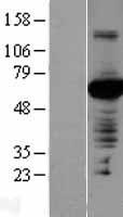 PVRL4 / Nectin 4 Protein - Western validation with an anti-DDK antibody * L: Control HEK293 lysate R: Over-expression lysate