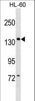PWP2H / PWP2 Antibody - PWP2 Antibody western blot of HL-60 cell line lysates (35 ug/lane). The PWP2 antibody detected the PWP2 protein (arrow).