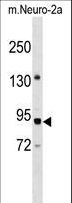 PWP2H / PWP2 Antibody - PWP2 Antibody western blot of mouse Neuro-2a cell line lysates (35 ug/lane). The PWP2 antibody detected the PWP2 protein (arrow).