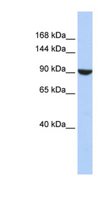 PWP2H / PWP2 Antibody - PWP2 / PWP2H antibody Western blot of HepG2 cell lysate. This image was taken for the unconjugated form of this product. Other forms have not been tested.