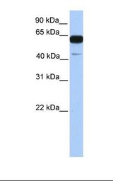 PWWP2A Antibody - Fetal brain lysate. Antibody concentration: 1.0 ug/ml. Gel concentration: 12%.  This image was taken for the unconjugated form of this product. Other forms have not been tested.