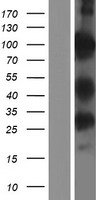 PWWP2B Protein - Western validation with an anti-DDK antibody * L: Control HEK293 lysate R: Over-expression lysate
