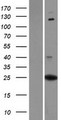 PXDC1 / C6orf145 Protein - Western validation with an anti-DDK antibody * L: Control HEK293 lysate R: Over-expression lysate