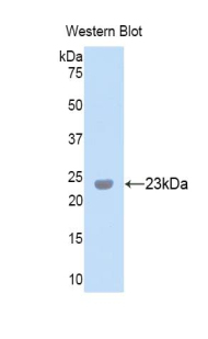 PXDN / MG50 Antibody - Western blot of recombinant PXDN / MG50.  This image was taken for the unconjugated form of this product. Other forms have not been tested.