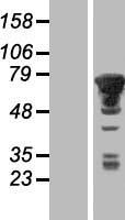 PXK Protein - Western validation with an anti-DDK antibody * L: Control HEK293 lysate R: Over-expression lysate