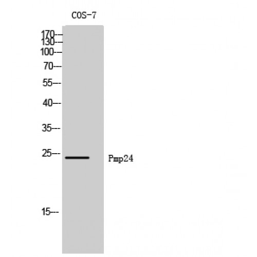 PXMP4 Antibody - Western blot of Pmp24 antibody