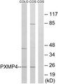 PXMP4 Antibody - Western blot analysis of lysates from COS7 and COLO cells, using PXMP4 Antibody. The lane on the right is blocked with the synthesized peptide.