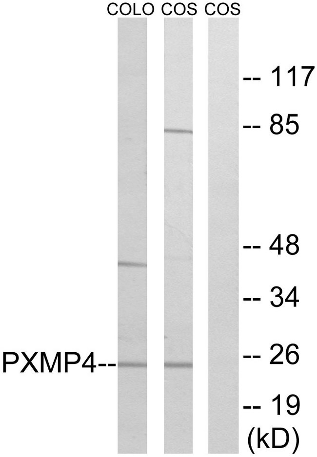 PXMP4 Antibody - Western blot analysis of lysates from COS7 and COLO cells, using PXMP4 Antibody. The lane on the right is blocked with the synthesized peptide.