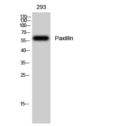 PXN / Paxillin Antibody - Western blot of Paxillin antibody