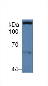 PXN / Paxillin Antibody - Western Blot; Sample: Human MCF7 cell lysate; Primary Ab: 3µg/ml Rabbit Anti-Human Pax Antibody Second Ab: 0.2µg/mL HRP-Linked Caprine Anti-Rabbit IgG Polyclonal Antibody