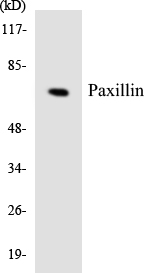 PXN / Paxillin Antibody - Western blot analysis of the lysates from HepG2 cells using Paxillin antibody.