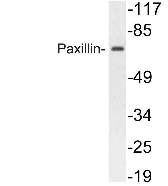 PXN / Paxillin Antibody - Western blot analysis of lysate from HepG2 cells, using Paxillin antibody.