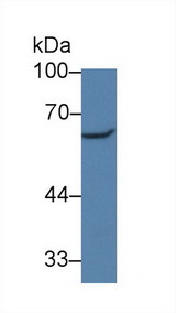 PXN / Paxillin Antibody - Western Blot; Sample: Human Hela cell lysate; Primary Ab: 3µg/ml Rabbit Anti-Mouse Pax Antibody Second Ab: 0.2µg/mL HRP-Linked Caprine Anti-Rabbit IgG Polyclonal Antibody