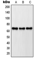 PXN / Paxillin Antibody - Western blot analysis of Paxillin expression in A431 (A); HeLa (B); NIH3T3 (C) whole cell lysates.