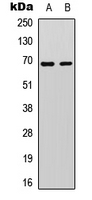 PXN / Paxillin Antibody - Western blot analysis of Paxillin expression in HeLa (A); NIH3T3 (B) whole cell lysates.