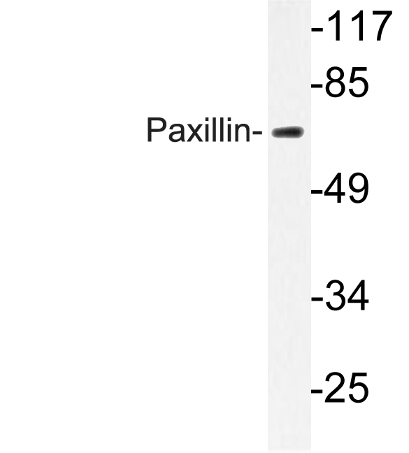 PXN / Paxillin Antibody - Western blot of Paxillin (L25)pAb in extracts from COS-7 cells.