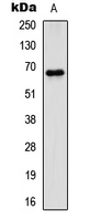 PXN / Paxillin Antibody - Western blot analysis of Paxillin expression in HeLa (A) whole cell lysates.