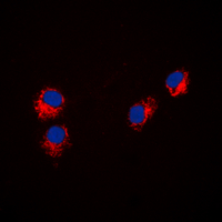 PXN / Paxillin Antibody - Immunofluorescent analysis of Paxillin staining in HeLa cells. Formalin-fixed cells were permeabilized with 0.1% Triton X-100 in TBS for 5-10 minutes and blocked with 3% BSA-PBS for 30 minutes at room temperature. Cells were probed with the primary antibody in 3% BSA-PBS and incubated overnight at 4 deg C in a humidified chamber. Cells were washed with PBST and incubated with a DyLight 594-conjugated secondary antibody (red) in PBS at room temperature in the dark. DAPI was used to stain the cell nuclei (blue).