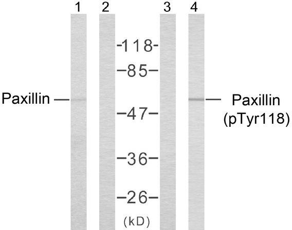 PXN / Paxillin Antibody - Western blot analysis of the extracts from HeLa cells using Paxillin (Ab-118) antibody (Line 1 and 2) and Paxillin (phospho-Tyr118) antibody (Line 3 and 4).