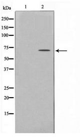PXN / Paxillin Antibody - Western blot of HeLa cell lysate using Phospho-Paxillin(Ser178) Antibody