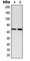 PXN / Paxillin Antibody - Western blot analysis of Paxillin (pY118) expression in A549 PDGF-treated (A); NIH3T3 PDGF-treated (B) whole cell lysates.