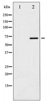 PXN / Paxillin Antibody - Western blot of Paxillin phosphorylation expression in EGF treated HeLa whole cell lysates,The lane on the left is treated with the antigen-specific peptide.