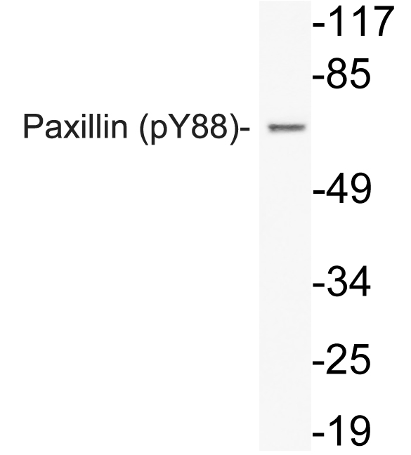 PXN / Paxillin Antibody - Western blot analysis of lysate from HeLa cells using phospho-Paxillin (Phospho-Tyr88) antibody.