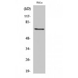 PXN / Paxillin Antibody - Western blot of Phospho-Paxillin (Y88) antibody