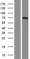 PXN / Paxillin Protein - Western validation with an anti-DDK antibody * L: Control HEK293 lysate R: Over-expression lysate