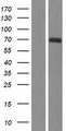 PXN / Paxillin Protein - Western validation with an anti-DDK antibody * L: Control HEK293 lysate R: Over-expression lysate