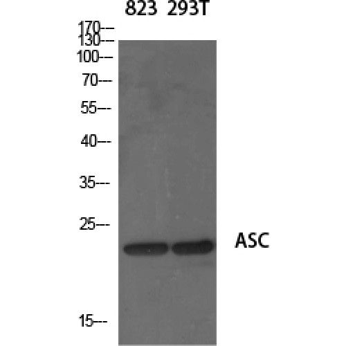 PYCARD / ASC / TMS1 Antibody - Western blot of ASC antibody