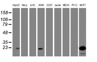 PYCARD / ASC / TMS1 Antibody - Western blot of extracts (35 ug) from 9 different cell lines by using g anti-PYCARD monoclonal antibody (HepG2: human; HeLa: human; SVT2: mouse; A549: human; COS7: monkey; Jurkat: human; MDCK: canine; PC12: rat; MCF7: human).