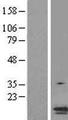 PYCARD / ASC / TMS1 Protein - Western validation with an anti-DDK antibody * L: Control HEK293 lysate R: Over-expression lysate
