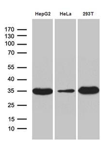 PYCR1 Antibody - Western blot analysis of extracts. (35ug) from 3 different cell lines by using anti-PYCR1 monoclonal antibody. (1:500)