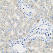 PYCR1 Antibody - Immunohistochemistry of paraffin-embedded rat liver tissue.