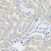 PYCR1 Antibody - Immunohistochemistry of paraffin-embedded rat liver using PYCR1 antibody at dilution of 1:200 (40x lens).
