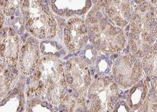 PYCR1 Antibody - 1:100 staining mouse kidney tissue by IHC-P. The sample was formaldehyde fixed and a heat mediated antigen retrieval step in citrate buffer was performed. The sample was then blocked and incubated with the antibody for 1.5 hours at 22°C. An HRP conjugated goat anti-rabbit antibody was used as the secondary.