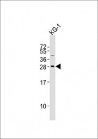 PYCRL Antibody - Anti-PYCRL Antibody at 1:2000 dilution + KG-1 whole cell lysates Lysates/proteins at 20 ug per lane. Secondary Goat Anti-Rabbit IgG, (H+L), Peroxidase conjugated at 1/10000 dilution Predicted band size : 29 kDa Blocking/Dilution buffer: 5% NFDM/TBST.