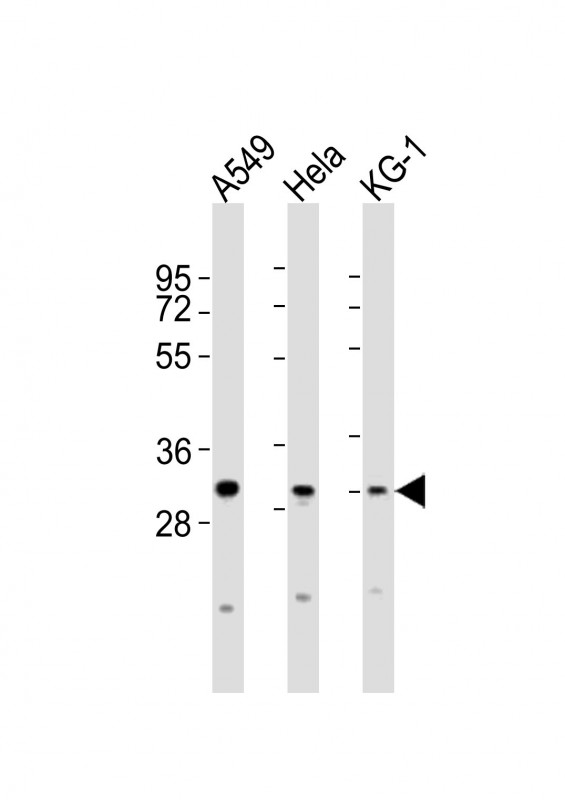 PYCRL Antibody - All lanes : Anti-PYCRL Antibody at 1:2000 dilution Lane 1: A549 whole cell lysates Lane 2: HeLa whole cell lysates Lane 3: KG-1 whole cell lysates Lysates/proteins at 20 ug per lane. Secondary Goat Anti-Rabbit IgG, (H+L), Peroxidase conjugated at 1/10000 dilution Predicted band size : 29 kDa Blocking/Dilution buffer: 5% NFDM/TBST.