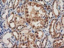 PYCRL Antibody - IHC of paraffin-embedded Human Kidney tissue using anti-PYCRL mouse monoclonal antibody.