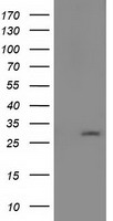 PYCRL Antibody - HEK293T cells were transfected with the pCMV6-ENTRY control (Left lane) or pCMV6-ENTRY PYCRL (Right lane) cDNA for 48 hrs and lysed. Equivalent amounts of cell lysates (5 ug per lane) were separated by SDS-PAGE and immunoblotted with anti-PYCRL.
