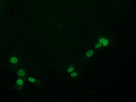 PYCRL Antibody - Anti-PYCRL mouse monoclonal antibody immunofluorescent staining of COS7 cells transiently transfected by pCMV6-ENTRY PYCRL.