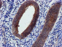 PYCRL Antibody - IHC of paraffin-embedded Human endometrium tissue using anti-PYCRL mouse monoclonal antibody.