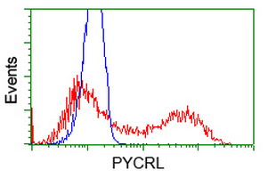 PYCRL Antibody - HEK293T cells transfected with either overexpress plasmid (Red) or empty vector control plasmid (Blue) were immunostained by anti-PYCRL antibody, and then analyzed by flow cytometry.