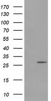 PYCRL Antibody - HEK293T cells were transfected with the pCMV6-ENTRY control (Left lane) or pCMV6-ENTRY PYCRL (Right lane) cDNA for 48 hrs and lysed. Equivalent amounts of cell lysates (5 ug per lane) were separated by SDS-PAGE and immunoblotted with anti-PYCRL.