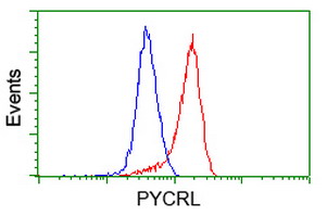 PYCRL Antibody - Flow cytometry of HeLa cells, using anti-PYCRL antibody (Red), compared to a nonspecific negative control antibody (Blue).