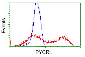 PYCRL Antibody - HEK293T cells transfected with either overexpress plasmid (Red) or empty vector control plasmid (Blue) were immunostained by anti-PYCRL antibody, and then analyzed by flow cytometry.