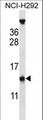 PYDC1 Antibody - PYDC1 Antibody western blot of NCI-H292 cell line lysates (35 ug/lane). The PYDC1 antibody detected the PYDC1 protein (arrow).